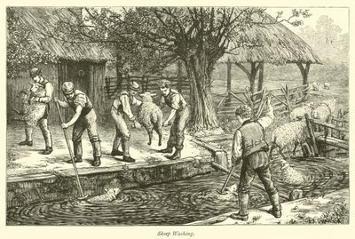 Schapen wassen door English School