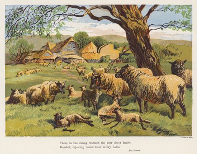 Schapen en lammeren door English School