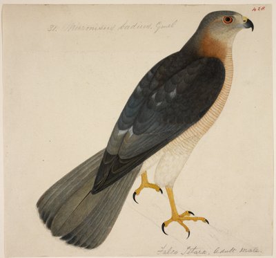 Shikra, of 