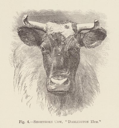 Shorthorn Koe, "Darlington 15e" (gravure) door English School