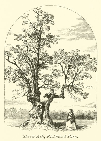 Shrew-Ash, Richmond Park door English School