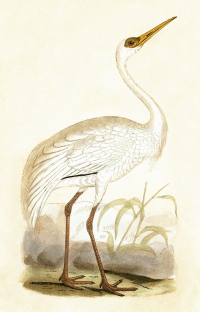 Siberische kraanvogel, illustratie uit 