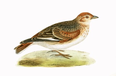 Siberische leeuwerik, illustratie uit 