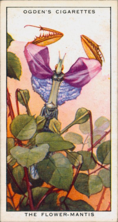 Signaalkleuren voor agressie, insecten, de bloem-Mantis (kleurenlitho) door English School