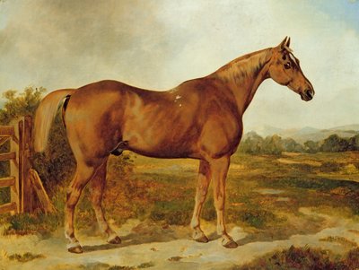 Silvertail, portret van een paard door English School