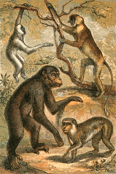 Zilveren gibbon, neusaap, chimpansee en berberaap door English School