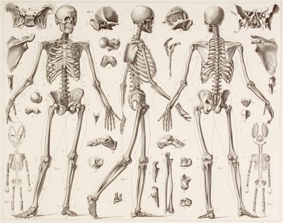 Skelet van een volgroeide mens, naar een 19e-eeuwse prent door English School