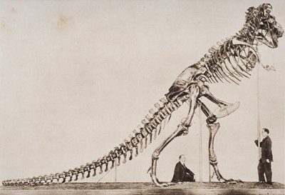 Skelet van de Tyrannosaurus Rex, in het American Museum of Natural History, uit 