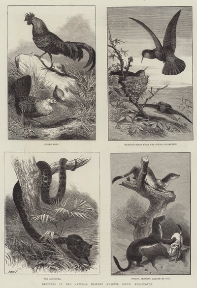 Schetsen in het Natuurhistorisch Museum, South Kensington door English School