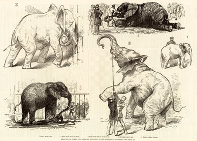 Schetsen van Jumbo, de Afrikaanse olifant, in de dierentuin door English School