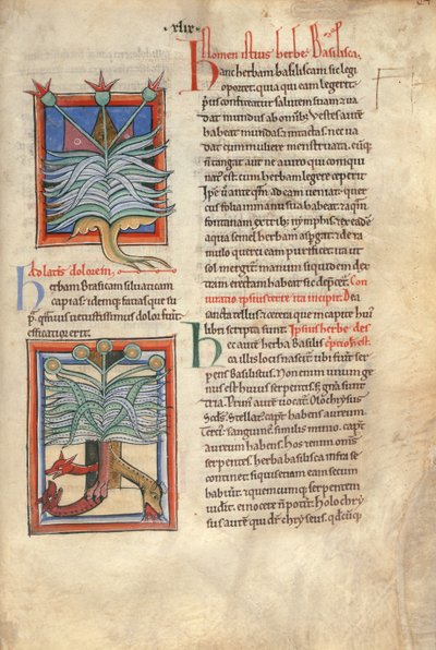 Sloane Ms 1975 fol.48 Het kruid Basilicum door English School