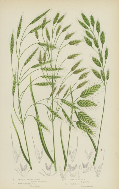 Gladde Bromus, Taps Veld Bromus, Verspreidende Bromus, Koren Bromus door English School