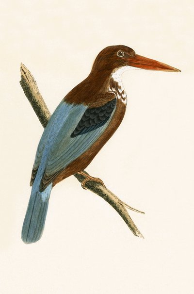 Smyrna IJsvogel, illustratie uit 