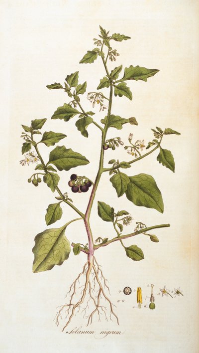 Solanum nigrum [nachtschade], illustratie uit Flora Londiniensis [Bloemen van Londen] door William Curtis, gepubliceerd 1777-98 (kleurgravure) door English School