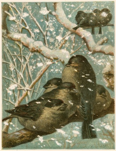 Mussen in de sneeuw door English School