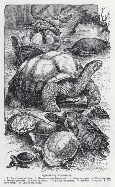 Soorten schildpadden door English School