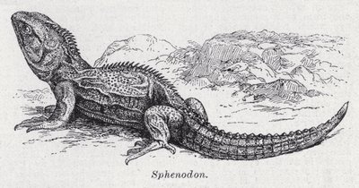 Sphenodon door English School