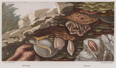 Sponzen, Chiton door English School