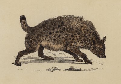 Gevlekte Hyena door English School