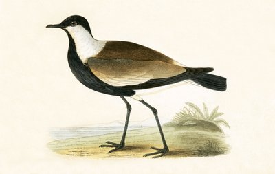 Spurvleugelpiviere, illustratie uit 