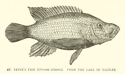 St. Petrusvis (Chromis Simonis), uit het Meer van Galilea door English School