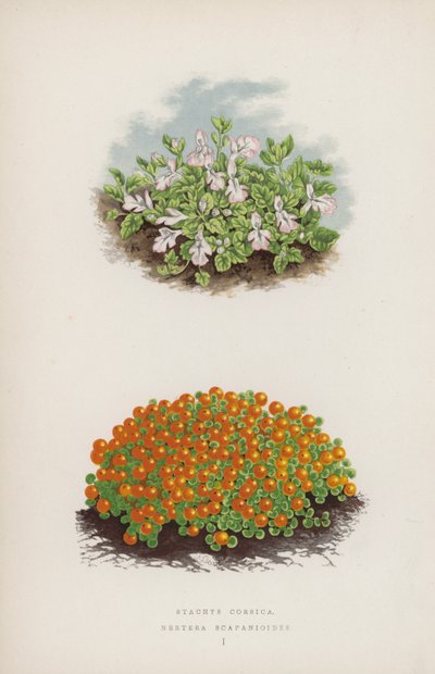 Stachys Corsica; Nertera Scapanioides door English School