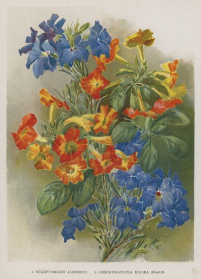 Streptosolon Jamesoni, Leschenaultia Biloba Major door English School