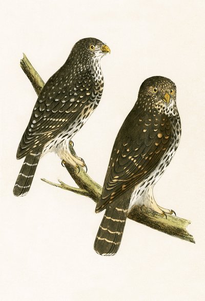 Strix Pusilla, illustratie uit 