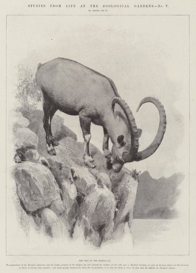 Studies uit het leven in de dierentuin (gravure) door English School
