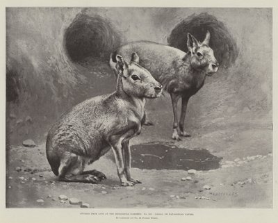 Studies uit het leven in de dierentuin, Maras of Patagonische cavia