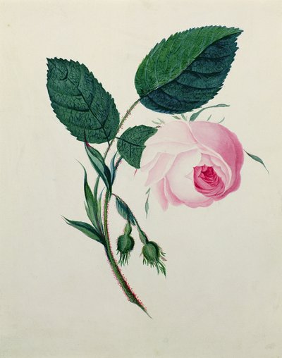 Studie van een Roze Roos, ca. 1820 door English School