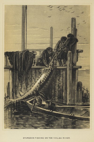 Steurvissen op de rivier de Wolga door English School