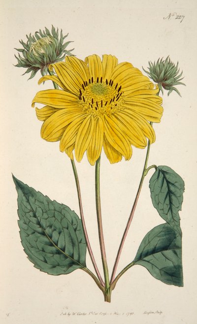 Zonnebloem, handgekleurde gravure door English School