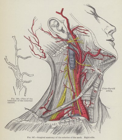 Chirurgische anatomie van de slagaders van de nek, rechterkant door English School