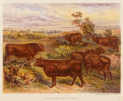 Sussex en Devon vee door English School