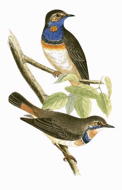Zweedse blauwkeel, illustratie uit 