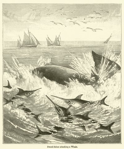 Zwaardvissen die een Walvis aanvallen door English School