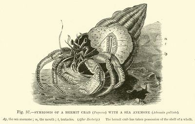 Symbiose van een Heremietkreeft (Pagurus) met een Zeeanemoon, Adamsia palliata door English School