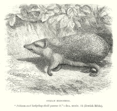 Syrische egel (gravure) door English School