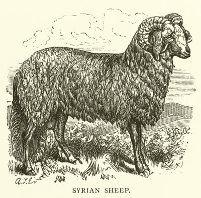 Syrische Schapen door English School