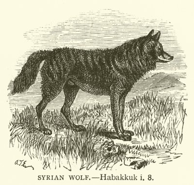 Syrische Wolf, Habakuk, i, 8 (gravure) door English School
