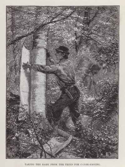De schors van de bomen halen voor het maken van kano