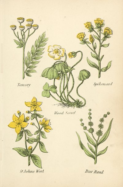 Boerenwormkruid, Spikenard, Houtzuring, Sint-Janskruid, Lisdodde door English School
