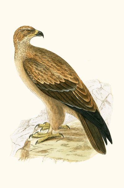 Tawny Eagle, illustratie uit 