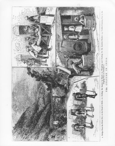 Theecultuur in India, 1883 door English School