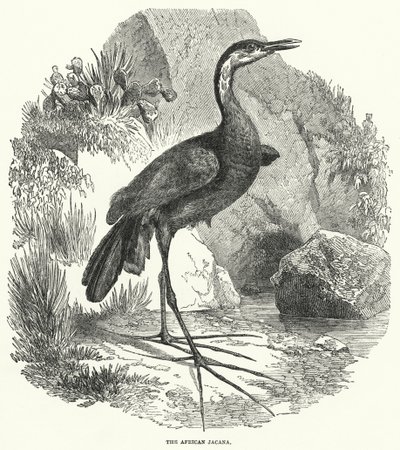 De Afrikaanse Jacana (gravure) door English School