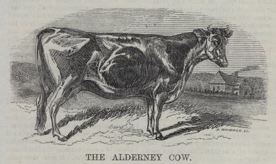 De Alderney Koe (gravure) door English School