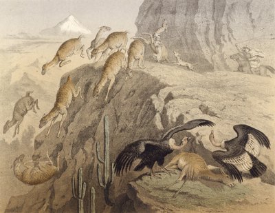 De Andes in Peru, jacht op de lama, de condor door English School