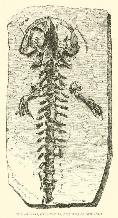 De Andrias, of Grote Salamander van Oeningen door English School