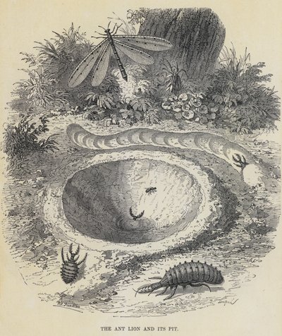 De mierenleeuw en zijn kuil (gravure) door English School